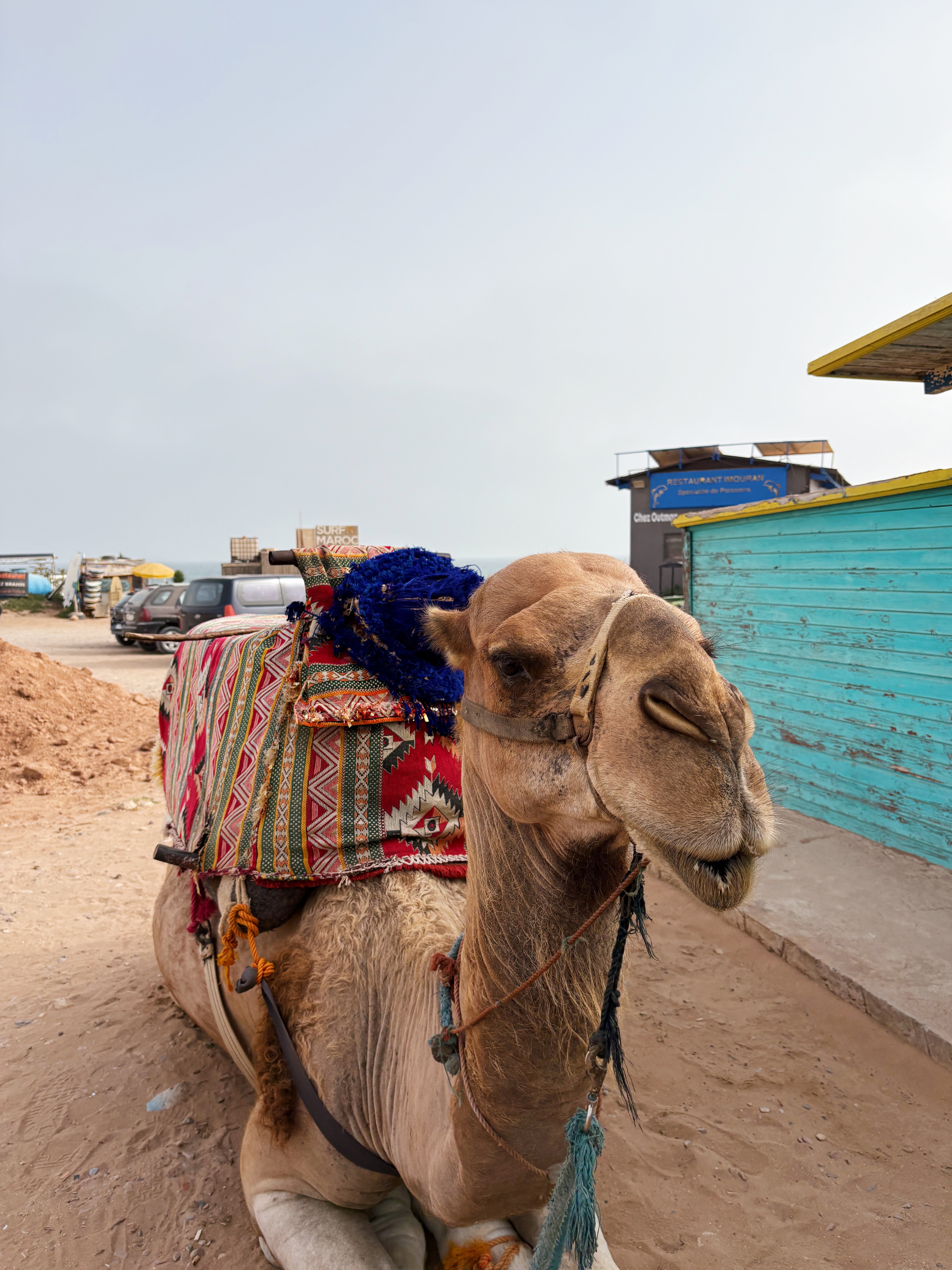 Camel in Morocco